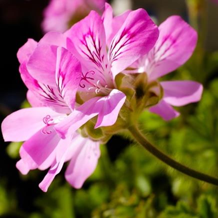 Natural active Geranium